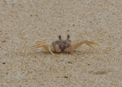 Ocypode occidentalis