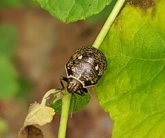 Orsilochides guttata