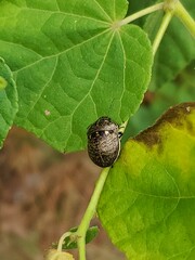 Orsilochides guttata