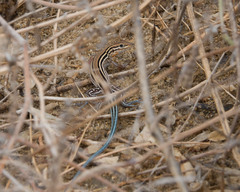 Aspidoscelis hyperythrus