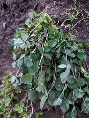 Medicago lupulina