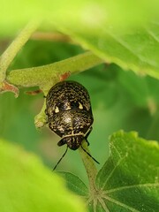 Orsilochides guttata