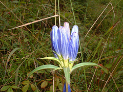 Gentiana linearis