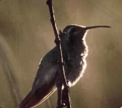 Colibri serrirostris