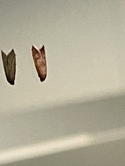 Tachystola acroxantha