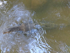 Varanus salvator salvator
