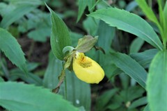 Cypripedium parviflorum pubescens