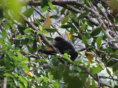 Semnopithecus vetulus