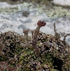 Cladonia peziziformis