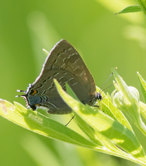 Satyrium caryaevorus