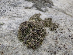 Cladonia peziziformis