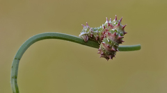 Apochima flabellaria