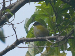 Euphonia