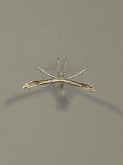 Stenoptilia zophodactylus