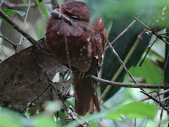 Batrachostomus moniliger