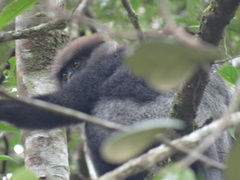 Semnopithecus vetulus