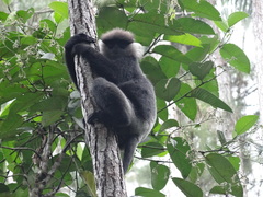 Semnopithecus vetulus