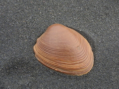 Venerupis largillierti