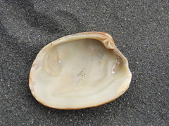 Venerupis largillierti