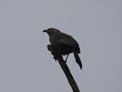 Argya affinis