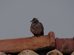Streptopelia chinensis