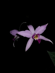 Laelia anceps