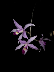 Laelia anceps