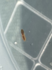 Copepoda