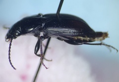 Pterostichus pensylvanicus