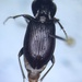 Pterostichus pensylvanicus - Photo (c) Cody Chapman, some rights reserved (CC BY-NC), uploaded by Cody Chapman