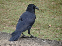 Corvus macrorhynchos