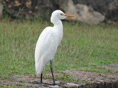 Bubulcus ibis