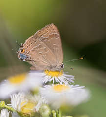 Satyrium caryaevorus