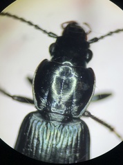 Pterostichus pensylvanicus