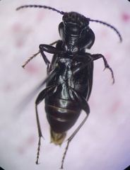 Pterostichus pensylvanicus