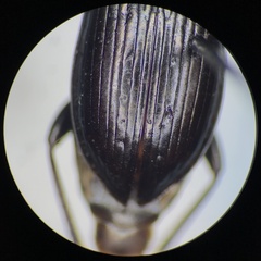 Pterostichus pensylvanicus