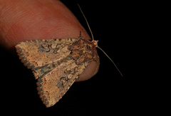 Apterogenum ypsillon