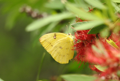 Catopsilia gorgophone