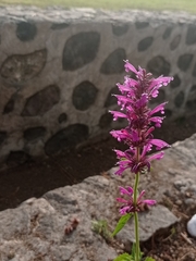 Agastache mexicana