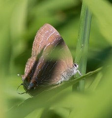 Satyrium liparops