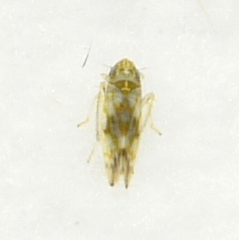Erythroneura
