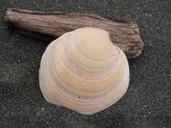 Dosinia anus