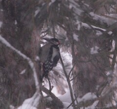 Dendrocopos major