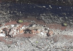 Caffrogobius nudiceps