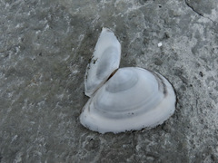 Tellinidae