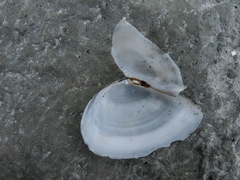 Tellinidae
