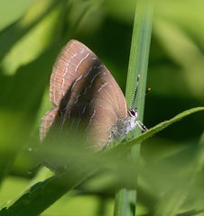 Satyrium liparops