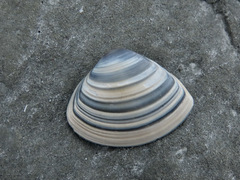 Crassula aequilatera