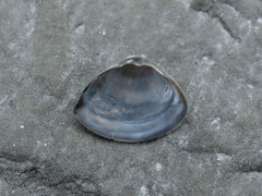 Crassula aequilatera