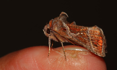 Autographa jota